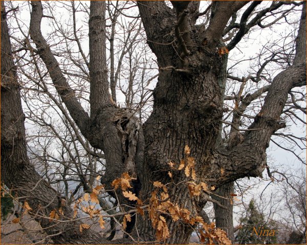 Весенний дуб