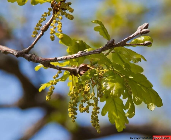 Дуб черешчатый цветет
