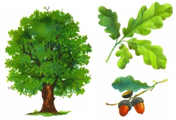 Дуб макрокарпа