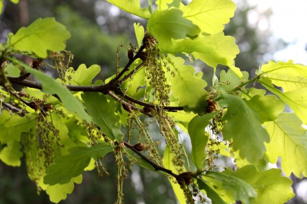 Дуб черешчатый соцветие