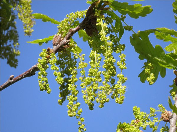 Соцветие дуба черешчатого