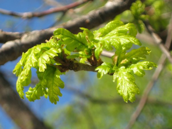 Дубок дерево