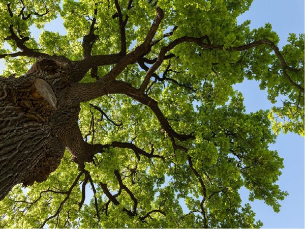 Исполинский ясень