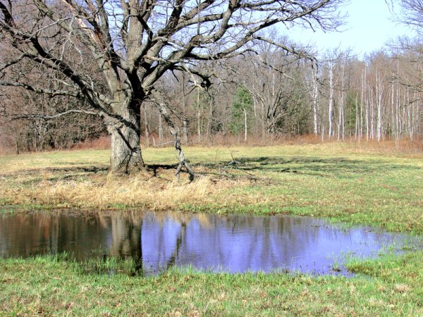 Дуб ранней весной