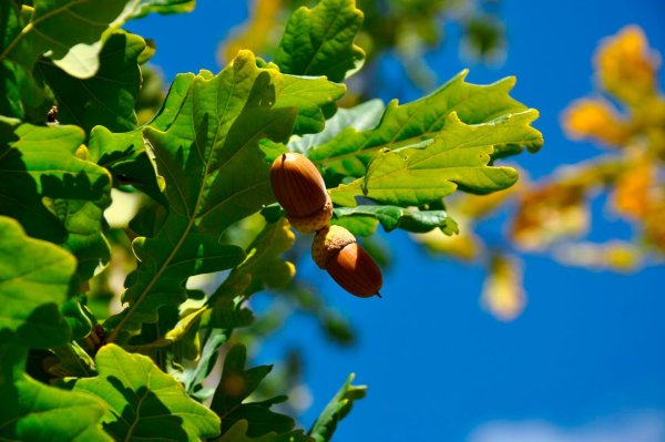 Дуб черешчатый желуди