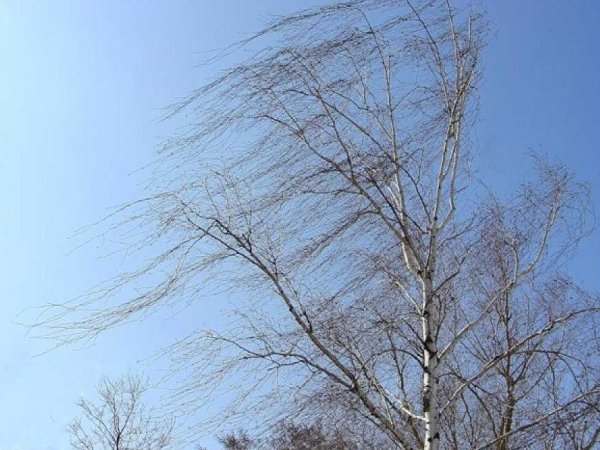 Ветер весной