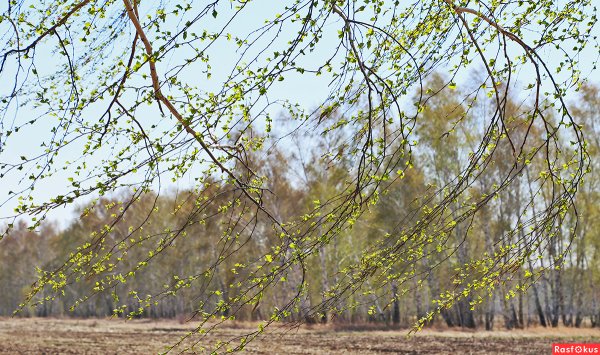 Весенний ветер