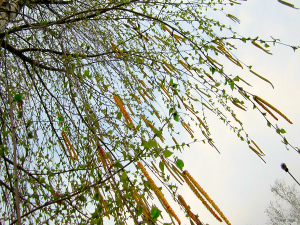 Весенний ветерок