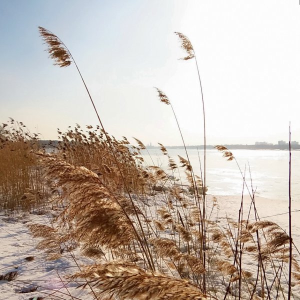 Весенний ветер