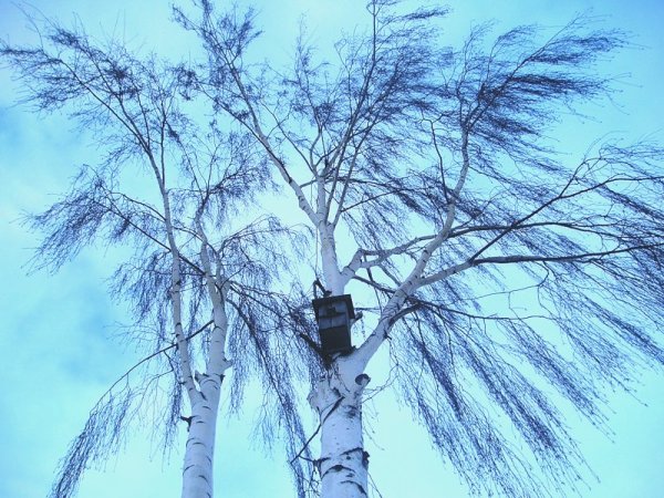 Весна ветер картинки