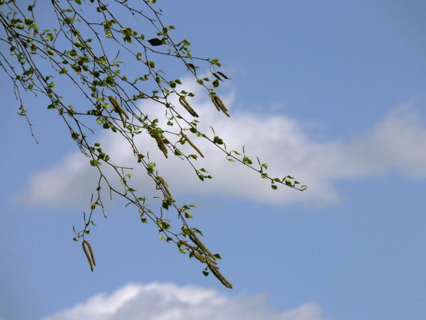 Дерево на ветру