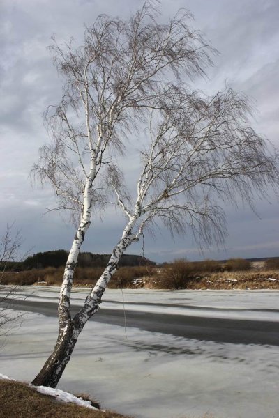 Весеннее дерево на ветру