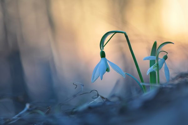 Голубенький чистый Подснежник-цветок
