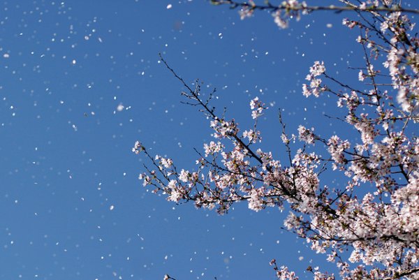 Весенний ветерок