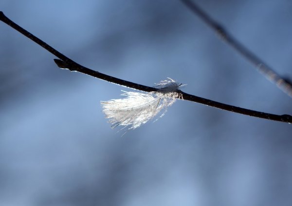 Цветы под ветром