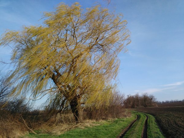 Сильный ветер, ранняя Весна