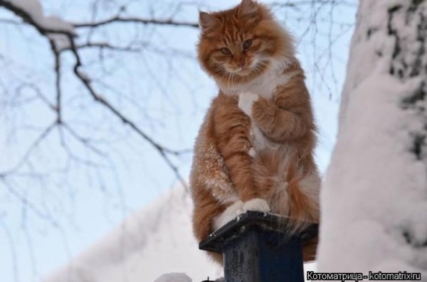 Зимние коты с надписями