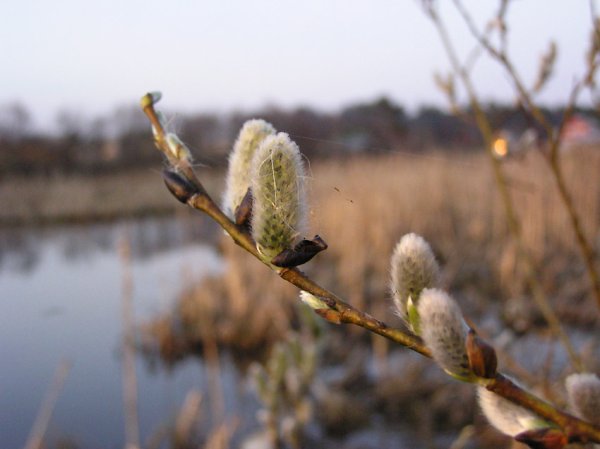 Дождь весной