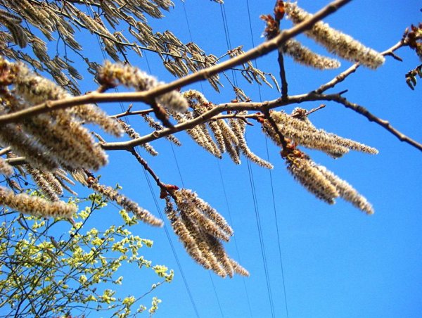 Сильный ветер весной