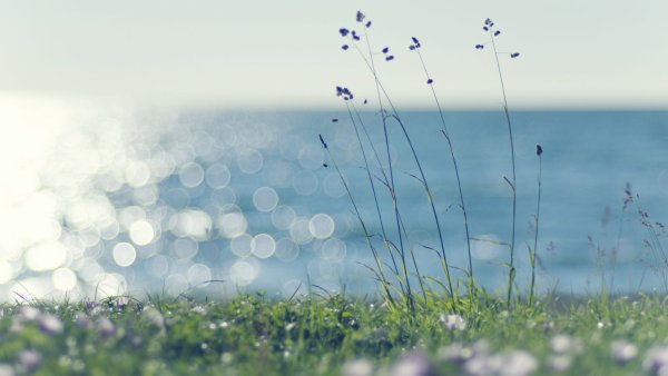 Ракитов куст