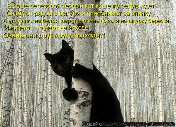 Кот на дереве прикол