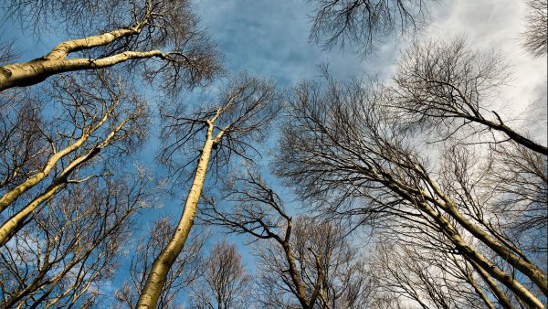 Ветер в поле
