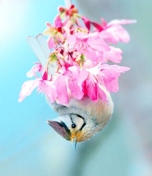 Весеннее настроение птицы