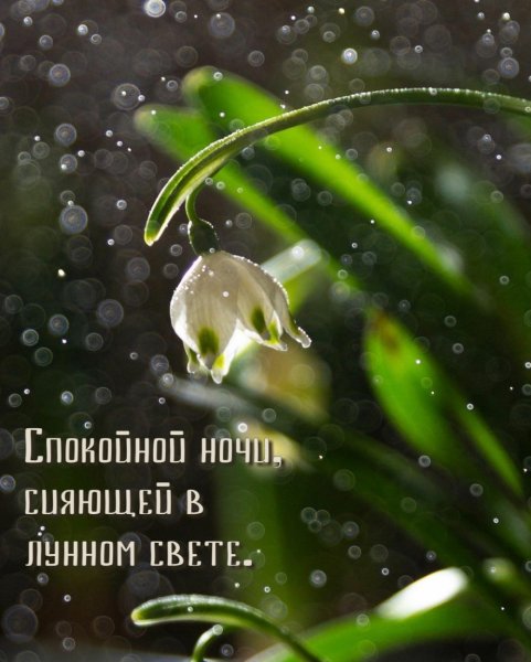 Хорошей весенней ночи