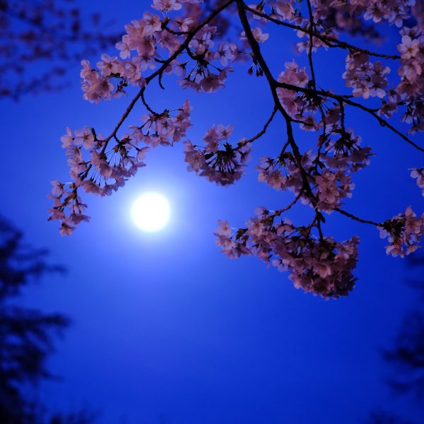 Спокойной весенней ночи с пожеланиями