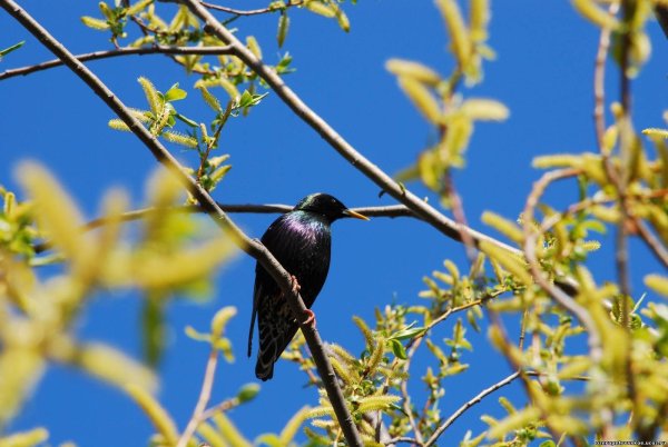 Скворец на ветке