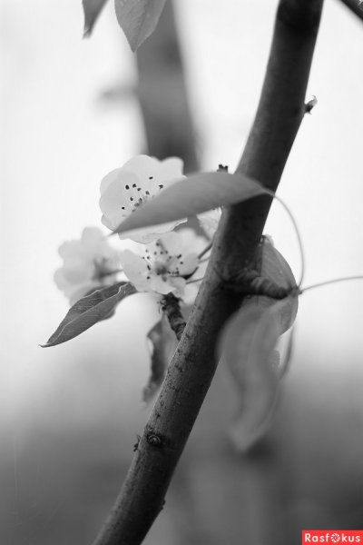 Грустная Весна