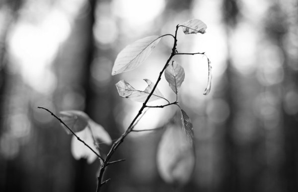 Весна тоска