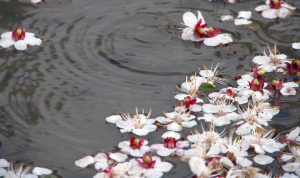 Весна Эстетика