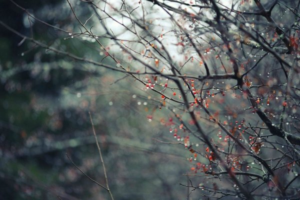 Ветви в тумане