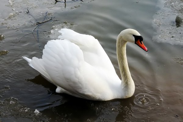 Весенний лебедь