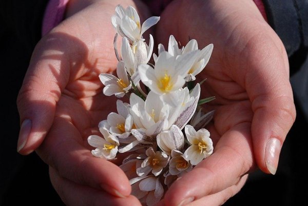 Подснежники в руках