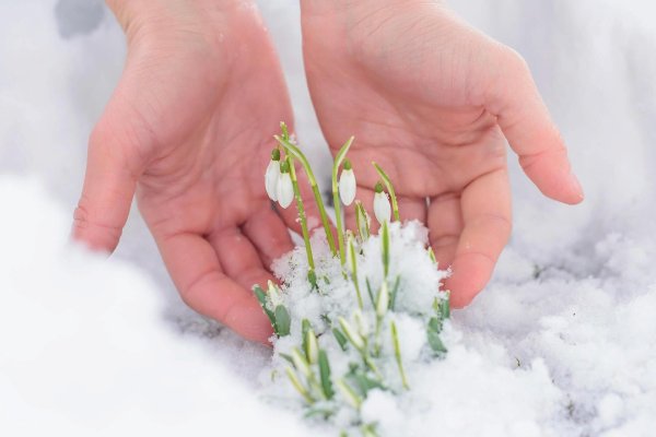 Весна подснежники