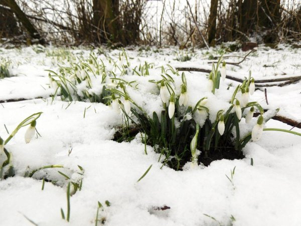 Цитаты про зиму и весну