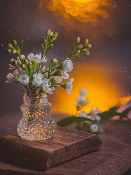 Вечерние цветы