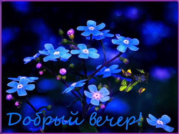 Красивые поздравления с добрым вечером