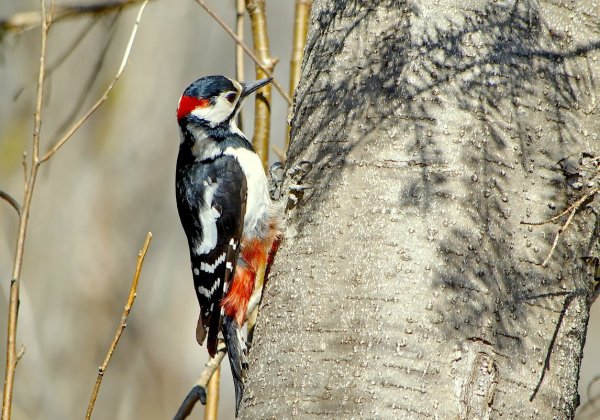 Дятел весной
