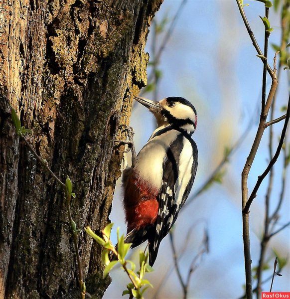 Дятел в парке
