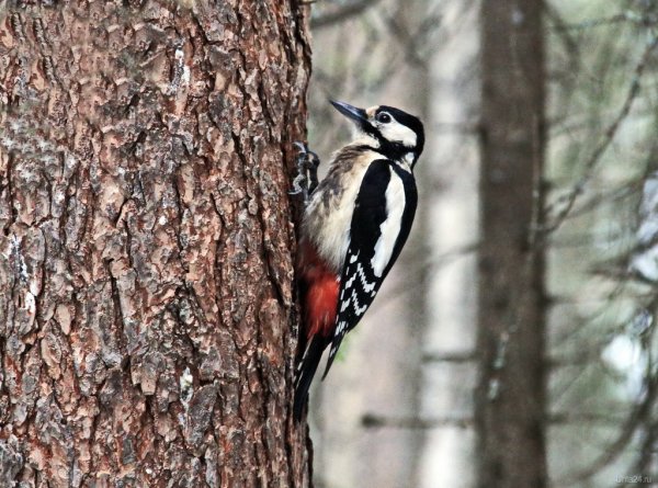 Дятел в Сосновом Бору