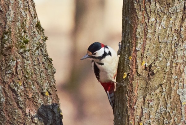 Дятел Весна