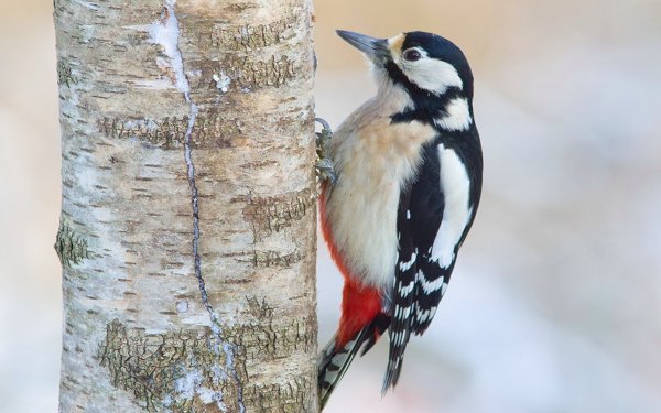 Дятел весной