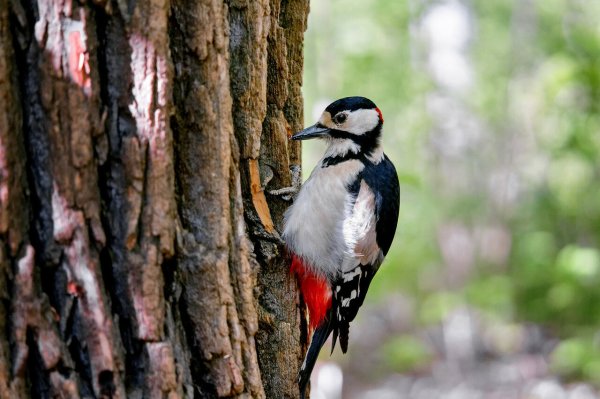 Саянский дятел
