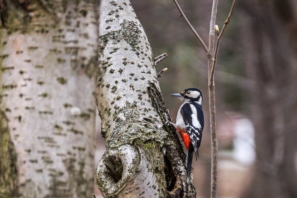 Весенний дятел