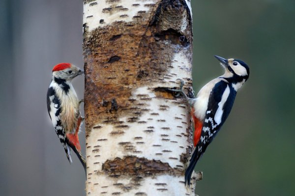 Дятел красногрудый