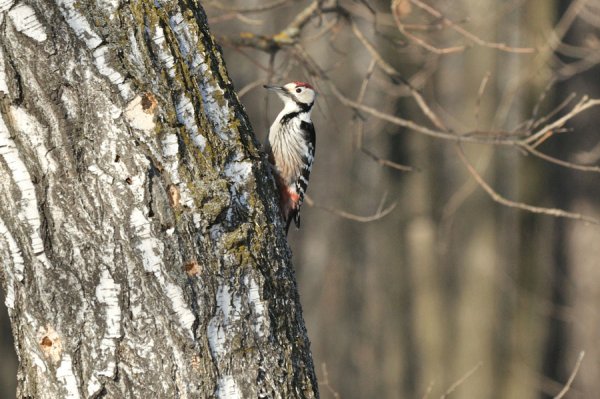Дятел Весна