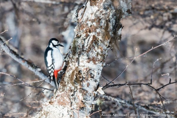 Дятел ранней весной